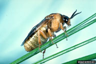 Adult of introduced pine sawfly