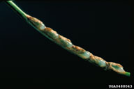 Eggs of introduced pine sawfly inserted into a pine needle