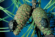 Shield-backed pine seed bug adults feeding on cones
