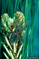 Leaffooted pine seedbug adult feeding on immature cone of pine