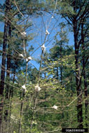 Webs of eastern tent caterpillar on defoliated trees