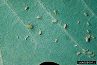 Adult and nymphs of tuliptree aphid