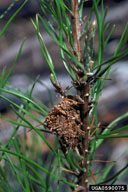 Feeding web of larvae of pine webworm
