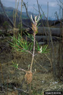 Damage to a young pine seedling caused by pine webworm