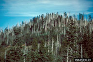 Fraser fir trees killed by balsam woolly adelgid