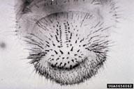 a lárva scarabok (fehér lárvák) Fajazonosítása nagyrészt a has hegyén található setal mintákon alapul (a raszter)