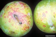 Damage on apples from San Jose scale. Note both scales and red discoloration around scale