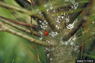 Excess bud formation from pine bark adelgid feeding can cause shoot proliferation in tree top. Note also the lady beetle feeding on the adelgids