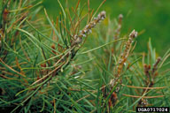 Dead tips caused by feeding of Nantucket pine tip moth