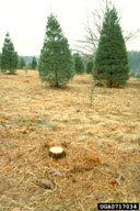 Pale weevil larvae develop in roots of stumps left after harvest