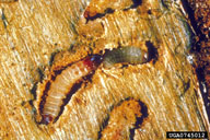 Larva of checkered beetle eating a southern pine beetle larva