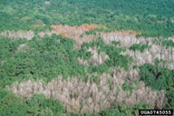 Initial point of outbreak (spot) of southern pine beetle