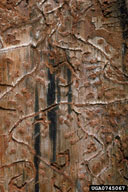 Galleries of southern pine beetle and associated blue stain