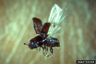 Southern pine beetle in flight
