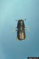 Adult of southern pine beetle