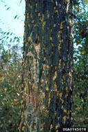 Pitch tubes on pines are a sign of bark beetles such as southern pine beetle