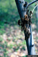 Virus-killed caterpillars hang by their legs on tree and fluids from rotting cadavers drip onto foliage, spreading virus