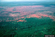Larger area of damage to loblolly pine