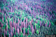 Views of spruce trees killed by spruce beetle, at various physical scales