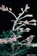 Damage caused by western spruce budworm to a grand fir