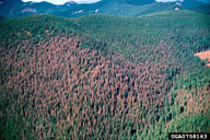 Stand of grand fir in Oregon defoliated by western spruce budworm