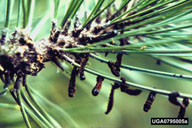 Larvae of European pine sawfly killed by a virus (note the characteristic position, hanging head down)