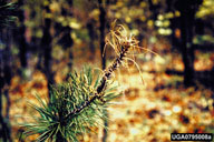 Feeding damage of Virginia pine sawfly 