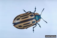 Close up of adult beetle