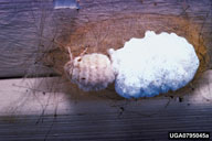 Flightless female of whitemarked tussock moth producing her egg mass