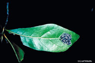 Eggs of variable oak leaf caterpillar