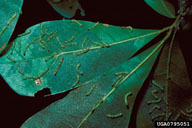 Young larvae of variable oak leaf caterpillar