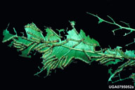Feeding damage of variable oak leaf caterpillar