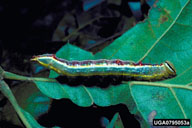 Mature larvae of the variable oak leaf caterpillar (color patterns vary)