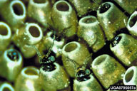 Adults of the egg parasitoid emerging from eggs of elm spanworm