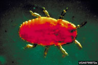 High magnification of crawler (first instar) of balsam adelgid