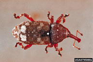 Adult of eastern pine weevil