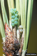 Eggs of shield-backed pine seed bug
