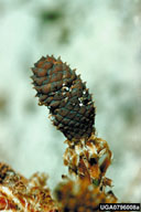 Young female slash pine cone showing damage from slash pine flower thrips