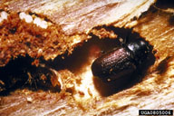 Female spruce beetle digging an oviposition gallery, with white eggs visible in upper left