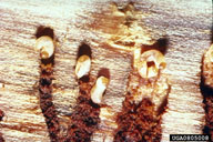 Spruce beetle larvae at ends of tunnels