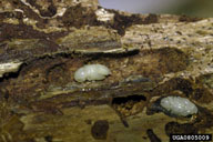 Pupae of spruce beetle in galleries