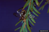 Adult of hemlock sawfly