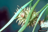 Nymph of leaffooted pine seedbug