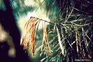 Flagging tip on pine, a symptom of feeding of pine leaf adelgid