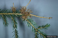 Dead galls of eastern spruce gall adelgid