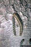 Comparison of caterpillars of eastern tent caterpillar (right) and forest tent caterpillar (left)