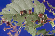 Adult Japanese beetles feeding on foliage of other plants