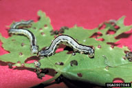 Mature larvae of fall cankerworm