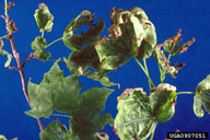 Leaf deformities on sugar maple due to feeding of pear thrips on buds