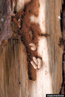 Larvae of black turpentine beetle in common feeding gallery